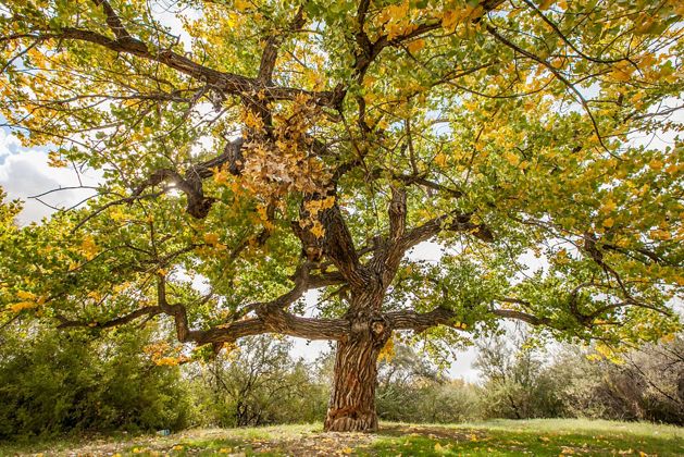 A close-in view of the yellow and green foliage of a mature cottonwood tree.